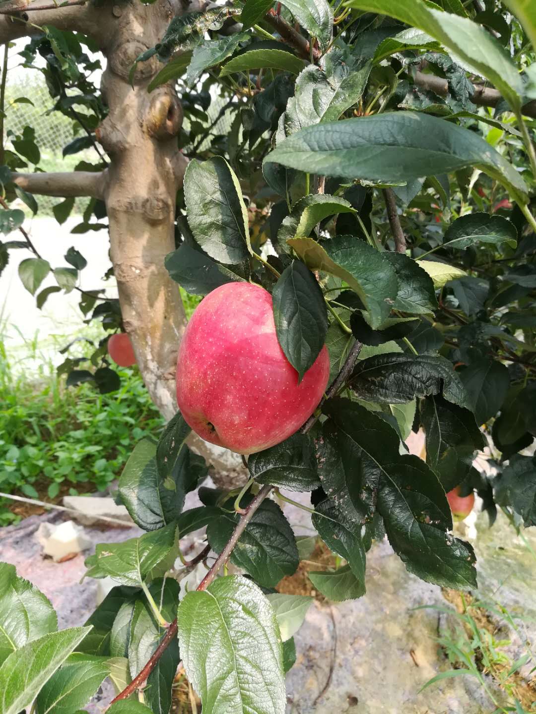 池州蘋果樹苗價格