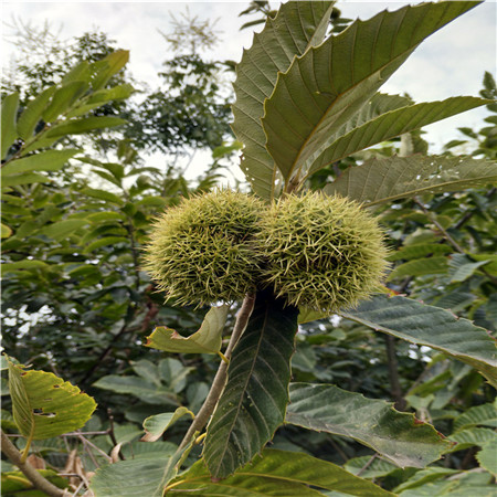 泰山一号板栗苗几年丰产 大红袍板栗树苗 种植成活率高