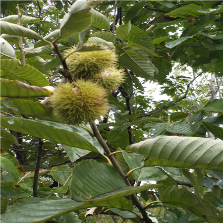 桂花板栗苗价格