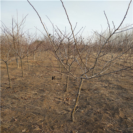大棉球山楂苗利潤 三年山楂樹苗