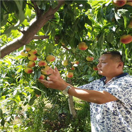 黄一桃树桃苗产量