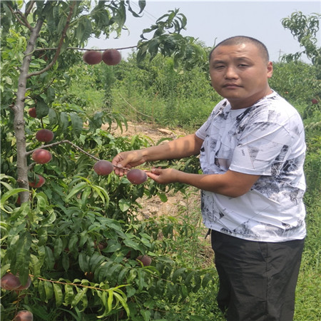 76-2-19蟠桃树桃苗成活率 晚熟桃树苗 今年新品种