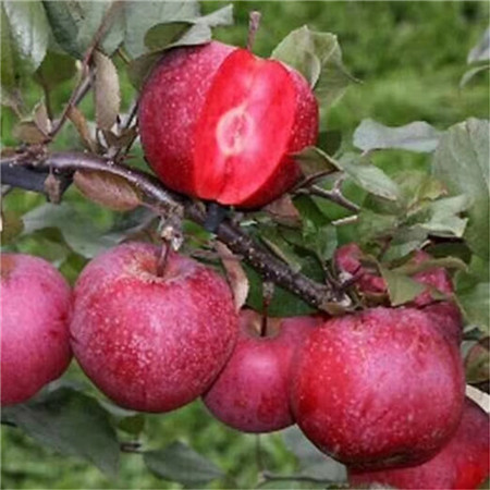 M9T33蘋果苗生產(chǎn)基地 紅肉蘋果樹苗