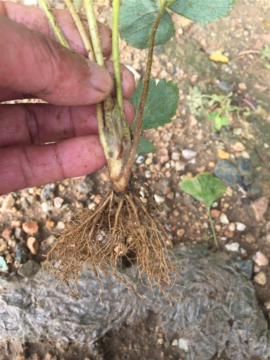 呼和浩特草莓苗哪里有卖