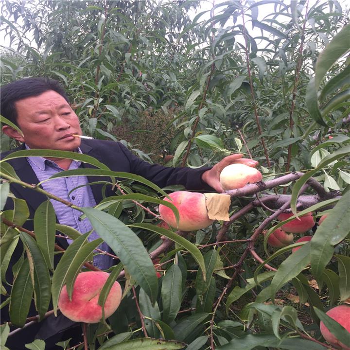 太原桃樹苗基地 規模生產 品質**