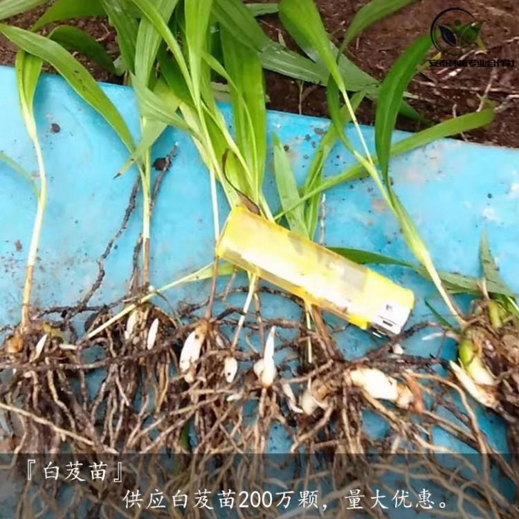 臨沂紫花三叉白芨苗報價