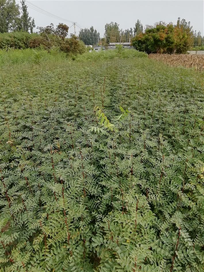 大紅袍花椒苗價格 保成活率