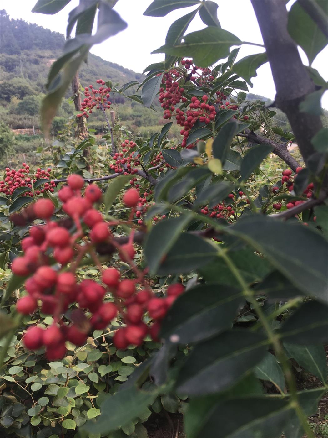 直销花椒苗基地