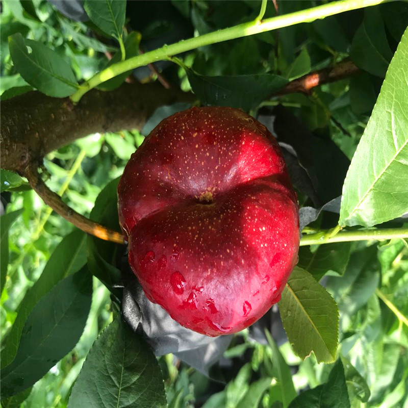 嫁接桃樹苗價(jià)格實(shí)惠