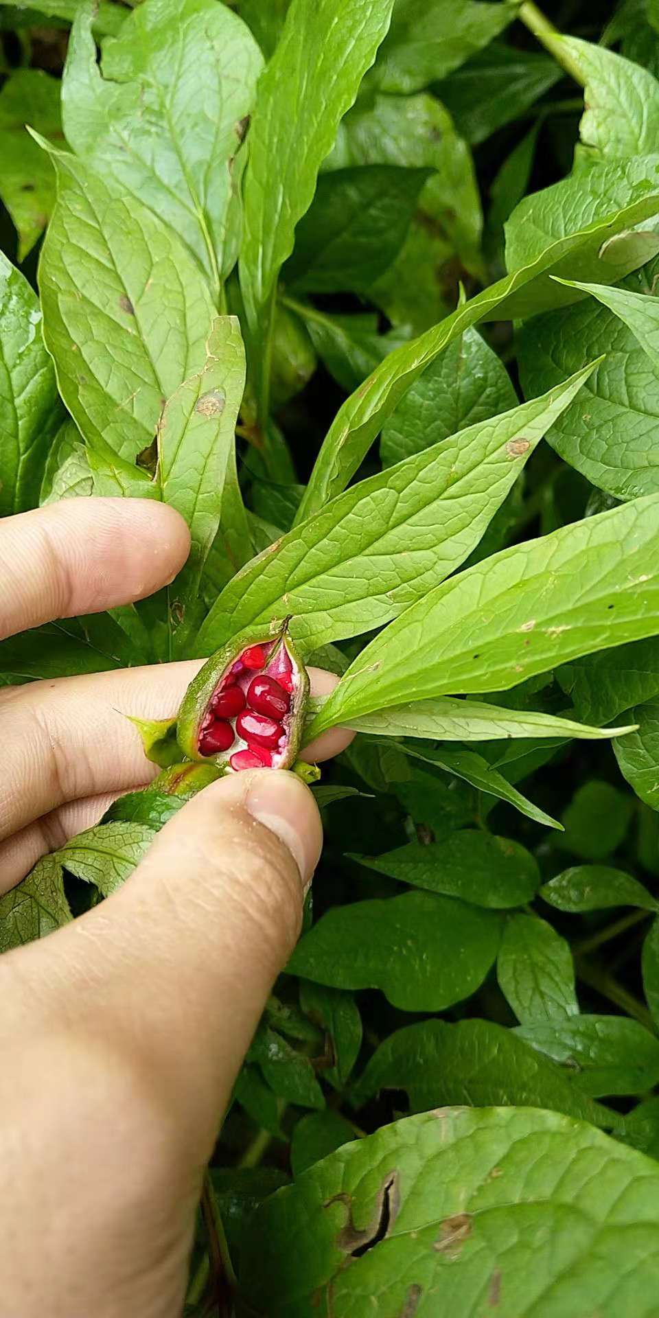 宜昌赤芍苗批发价格 产地直销