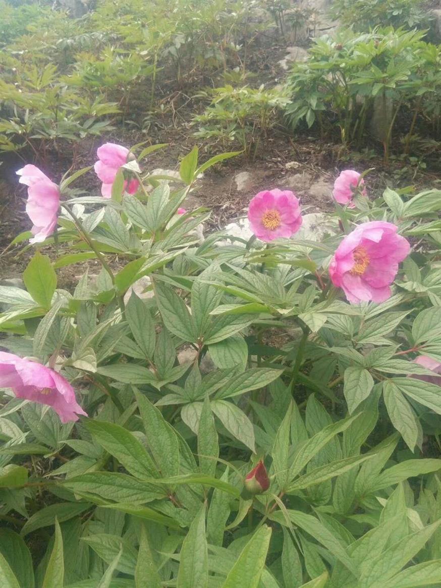 南充赤芍苗基地