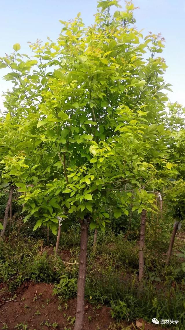 沈阳景观树园宿庭院苗木基地价格 沈阳庭院景观树