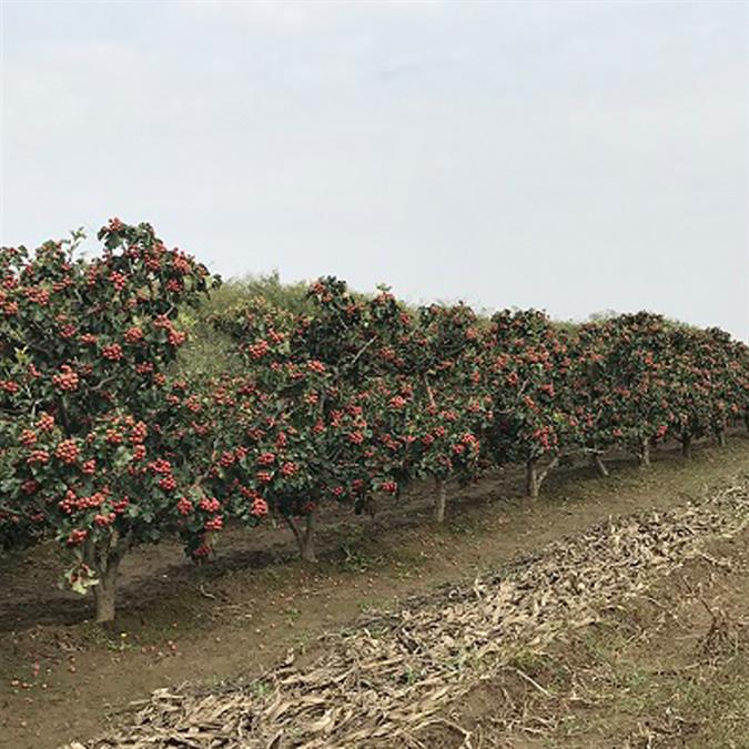 12公分山楂樹報價質量可靠 紅果樹