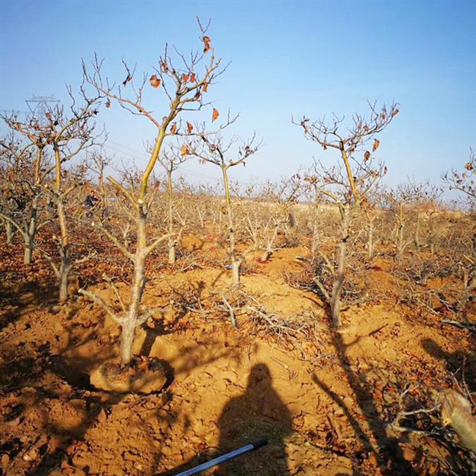 山西6公分山楂樹基地產地貨源 紅果樹