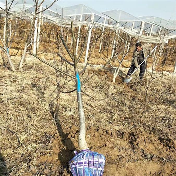 5公分核桃樹報價質量可靠 市場報價