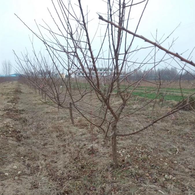 6公分杏樹觀果觀花 批發(fā)零售