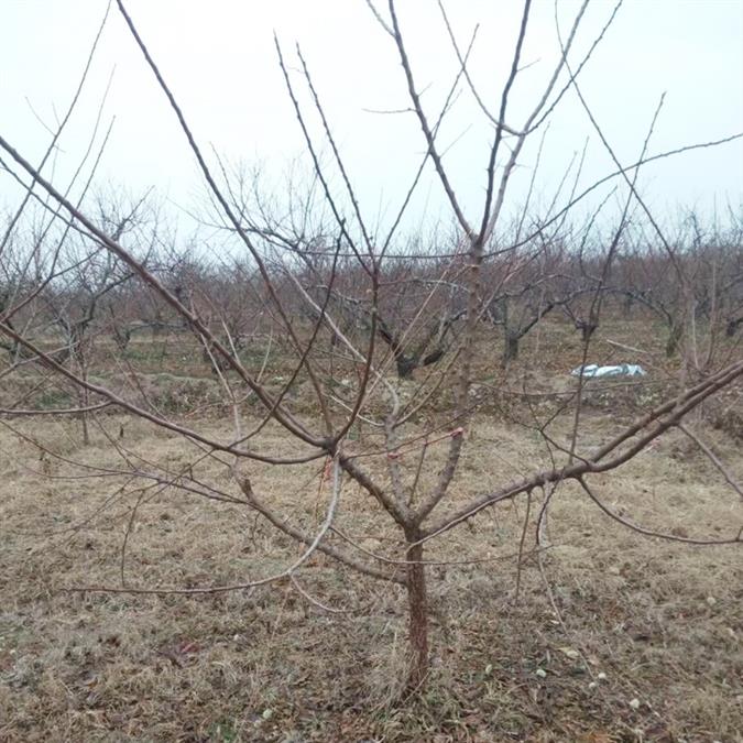 16公分杏樹出售園林景觀