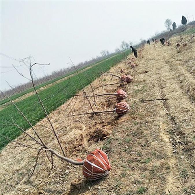 山西3公分红富士苹果树价格产地货源