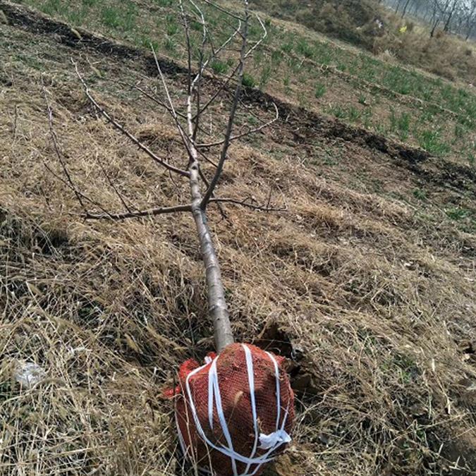 山西苹果树产地产地货源