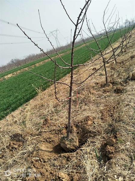 5公分苹果树基地