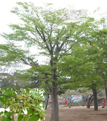 保山喬木類花卉苗圃苗木資產(chǎn)評估報(bào)價