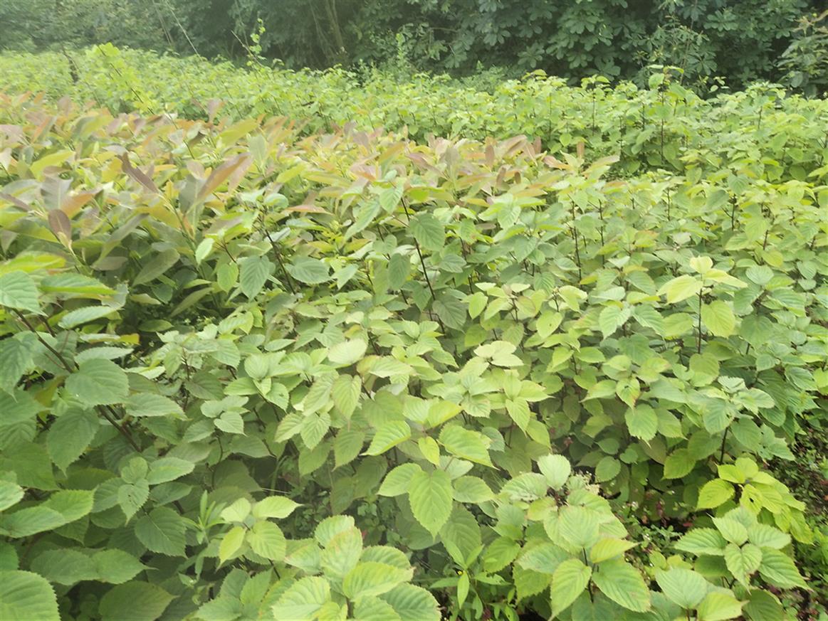 資陽珙桐苗