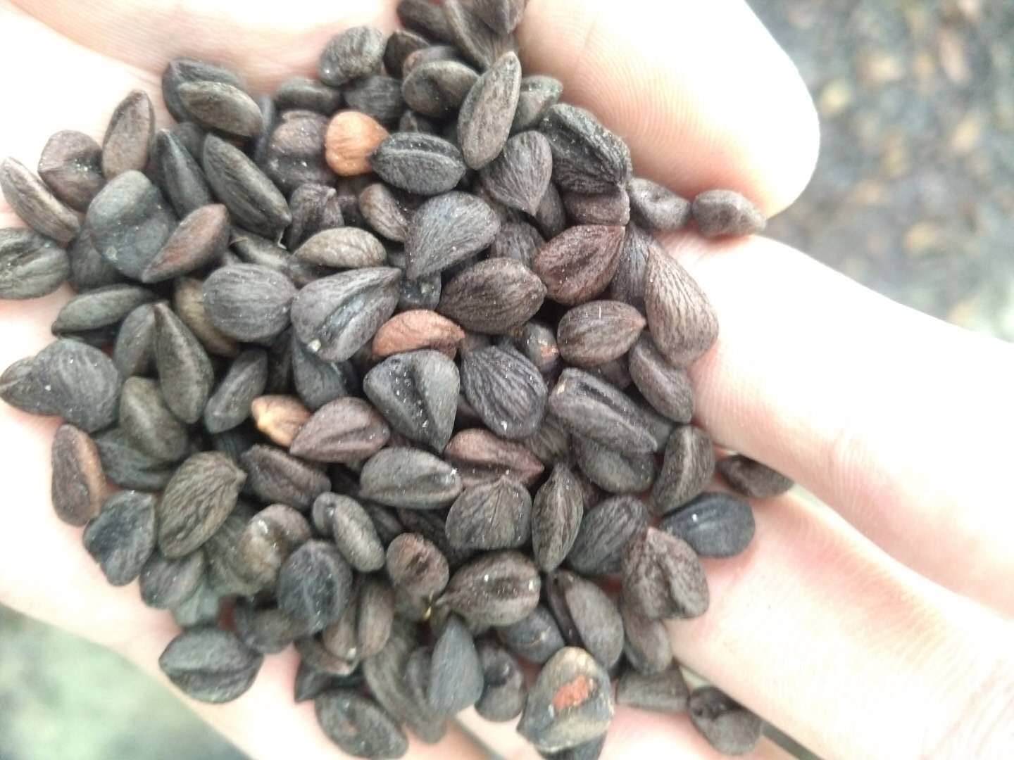 仙桃厚樸苗批發