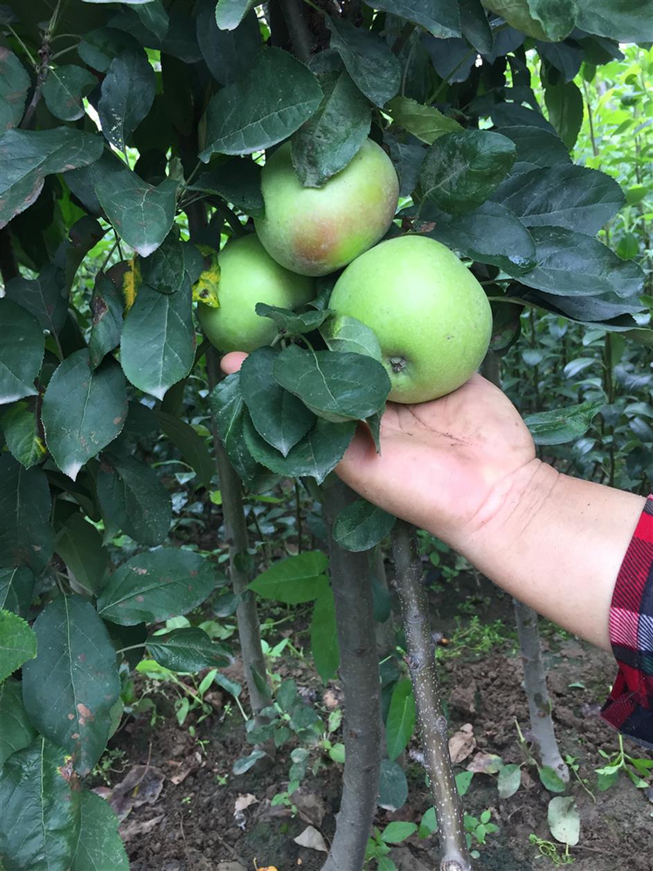 山东苹果苗现货