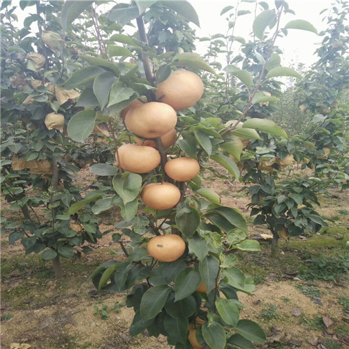 反季节南水梨树苗苗木基地