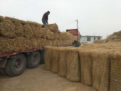 深圳開封草苫防寒草簾 工程草簾 綠化草簾