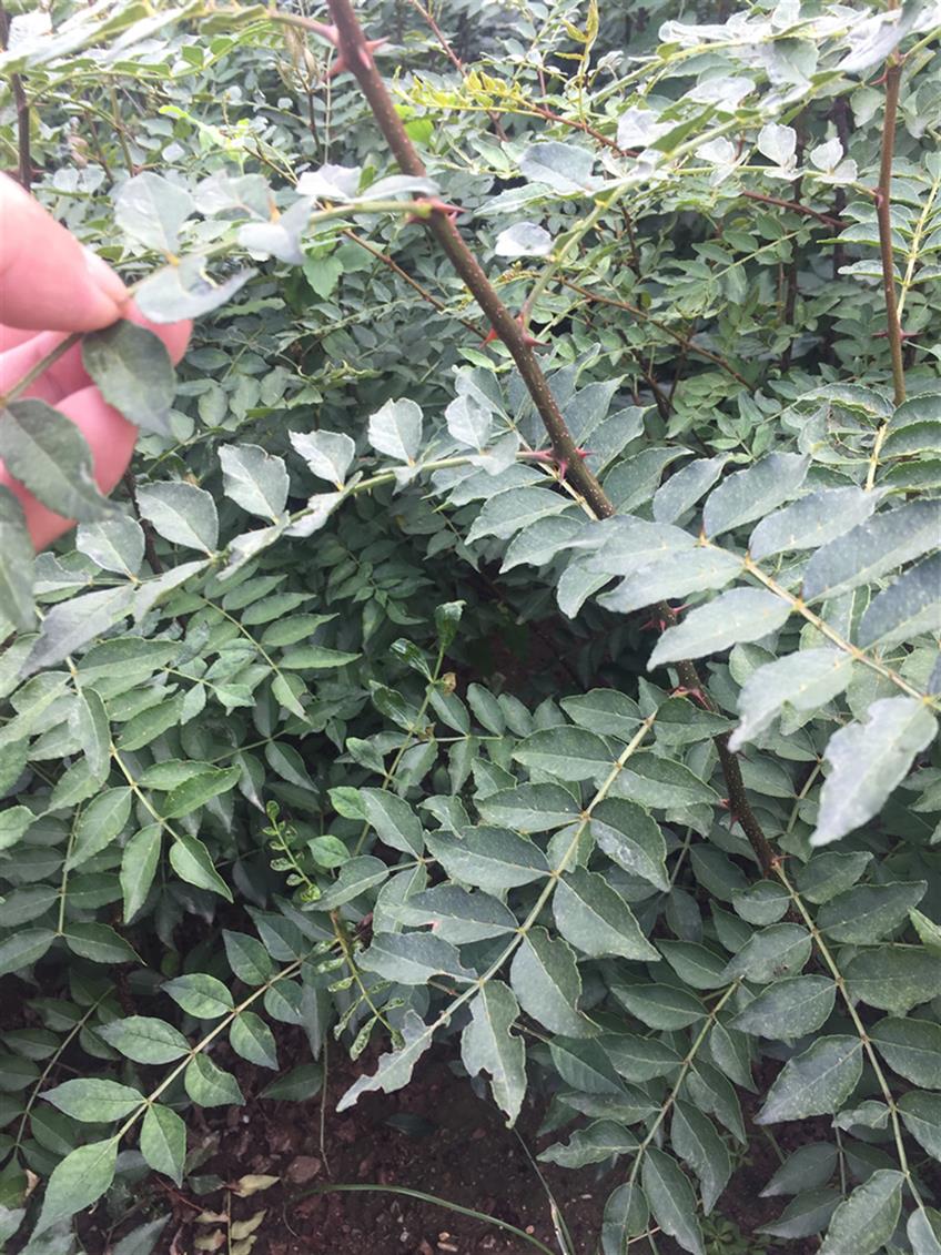 出售獅子頭花椒苗圖片