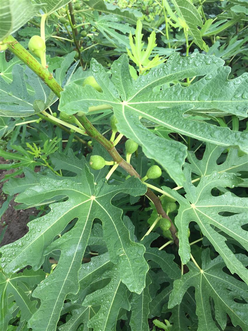 當年的布蘭瑞克無花果苗廠家