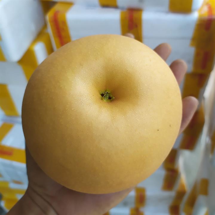 直供晚秋黃梨果苗