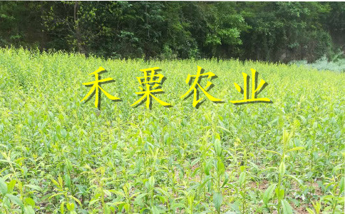 宜昌青脆李苗栽種時間 青脆李樹苗 你想要的這里都有
