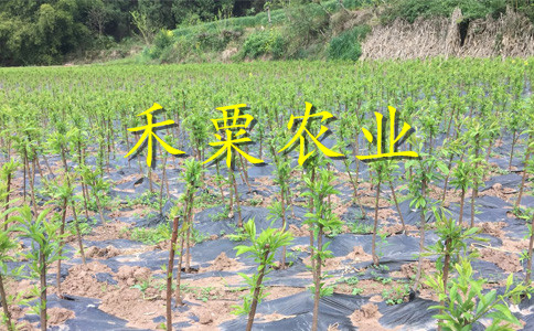 青脆李苗种植基地