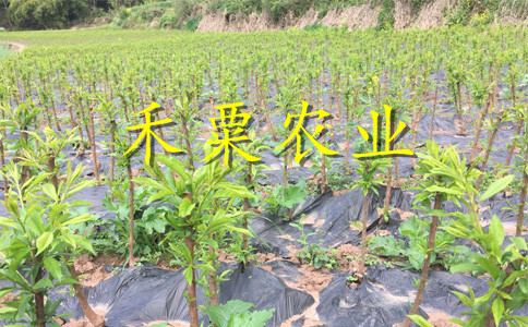 浙江青脆李苗肉厚 青脆李树苗 种植青脆李苗见效快