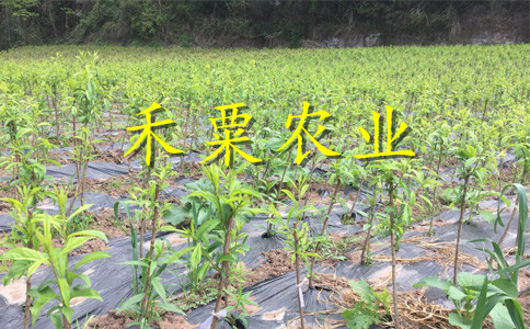 汉中青脆李苗种植技术