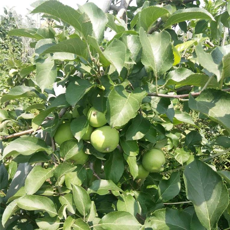 泉州优质苹果树苗批发价格