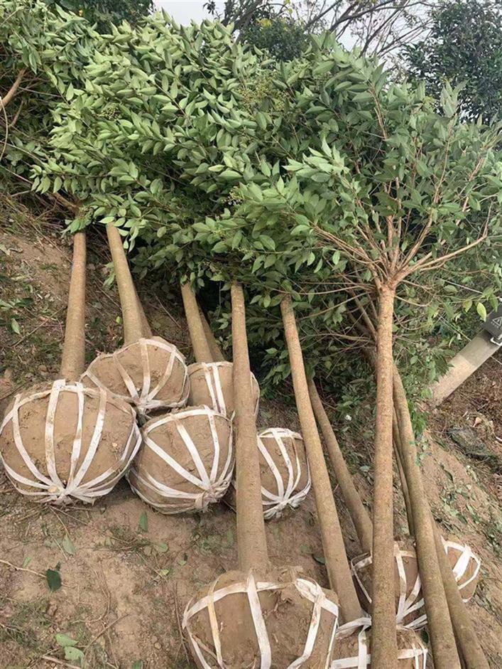 鶴壁精品大葉女貞電話 歡迎新來客戶來基地考察