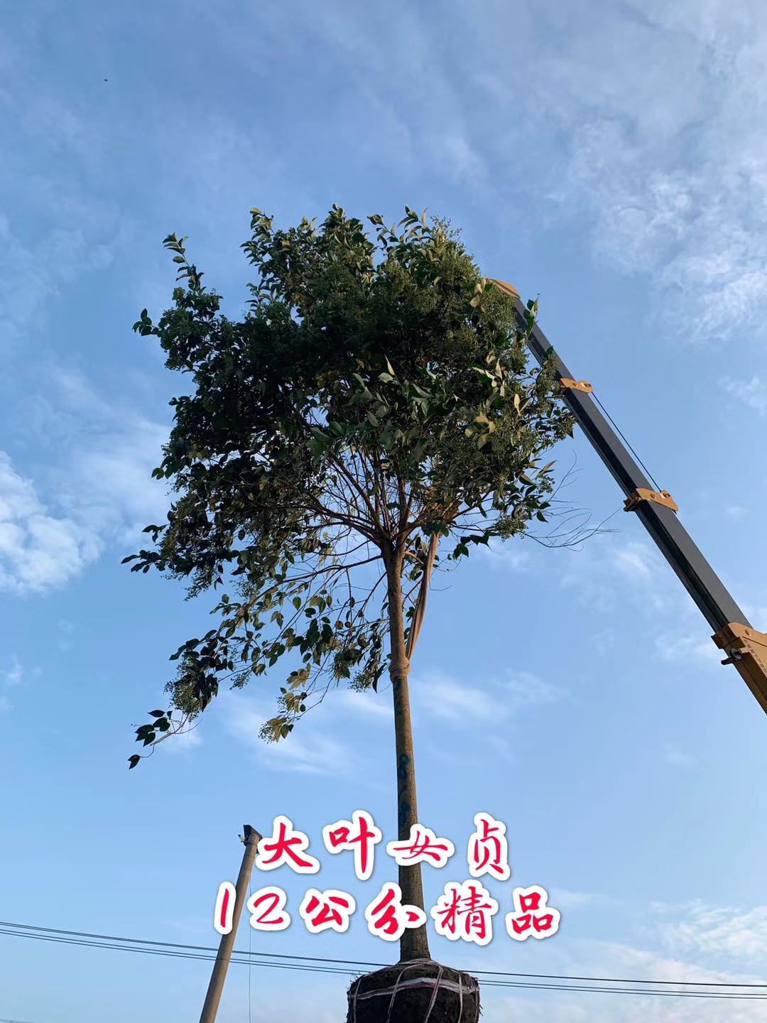 呂梁6公分大葉女貞電話 現場打樣