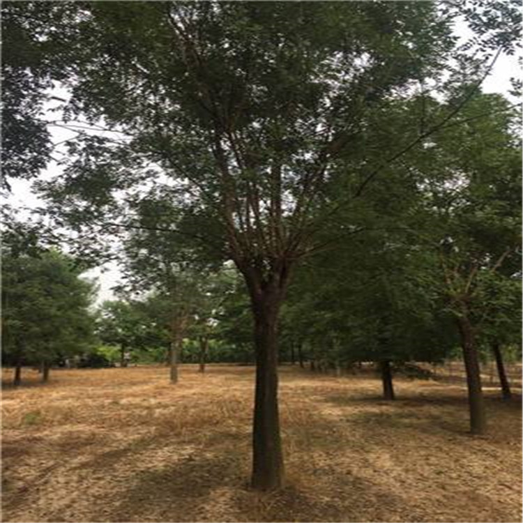 濟南國槐一棵報價 規格齊全