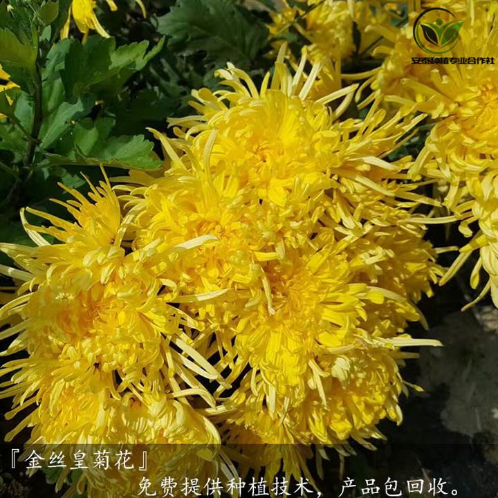 濰坊金絲皇菊苗供應(yīng)