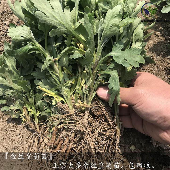 淄博金絲黃菊苗價格
