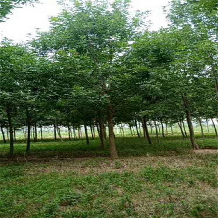 速生白蠟15公分白蠟基地 原生白蠟