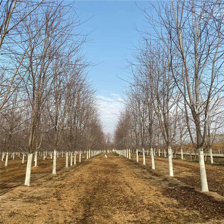 山東20公分美國紅楓基地 秋火焰 來電了解