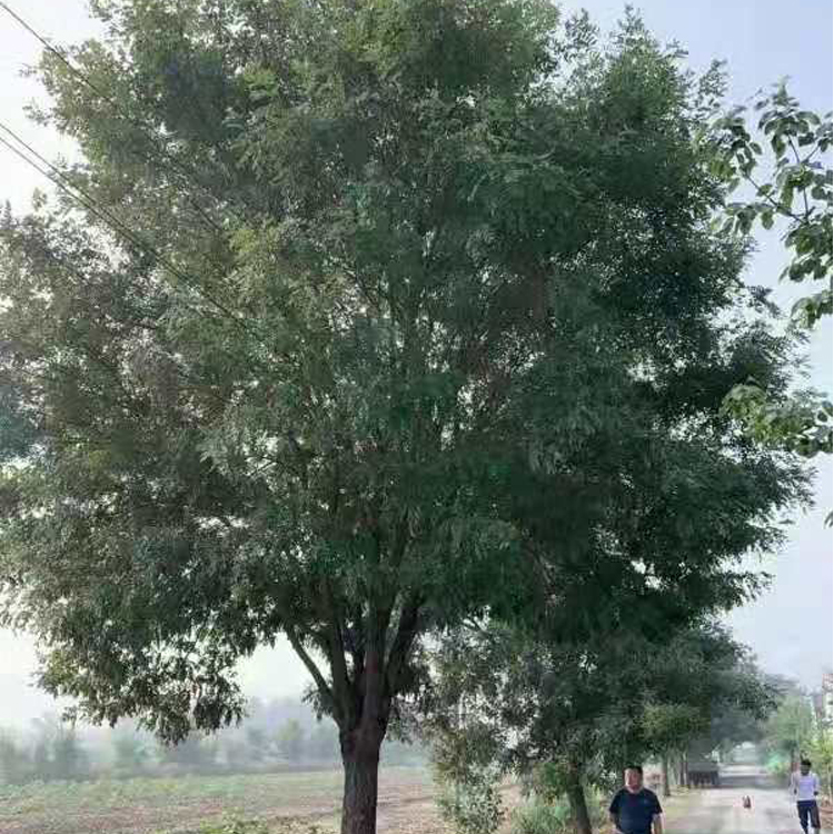 20公分國槐國槐昌恒園林