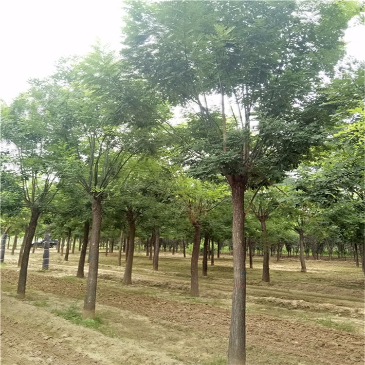 山東8公分國(guó)槐價(jià)格 速生國(guó)槐