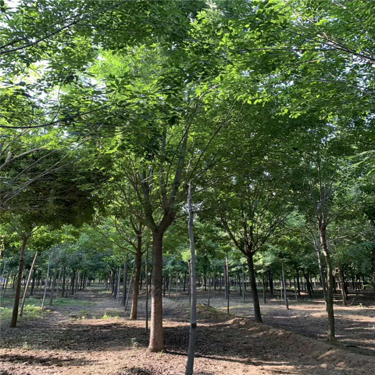 山東6公分速生白蠟報價 白蠟小苗