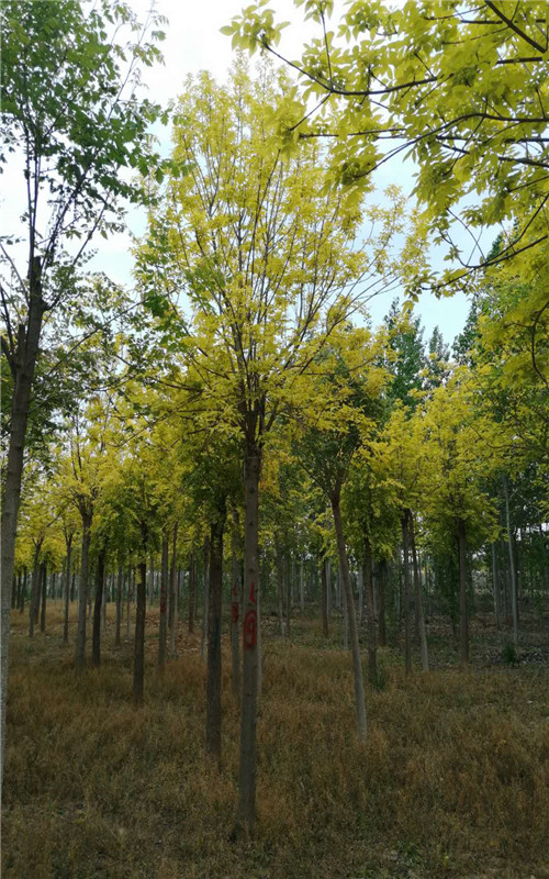 常州金叶白蜡基地厂家