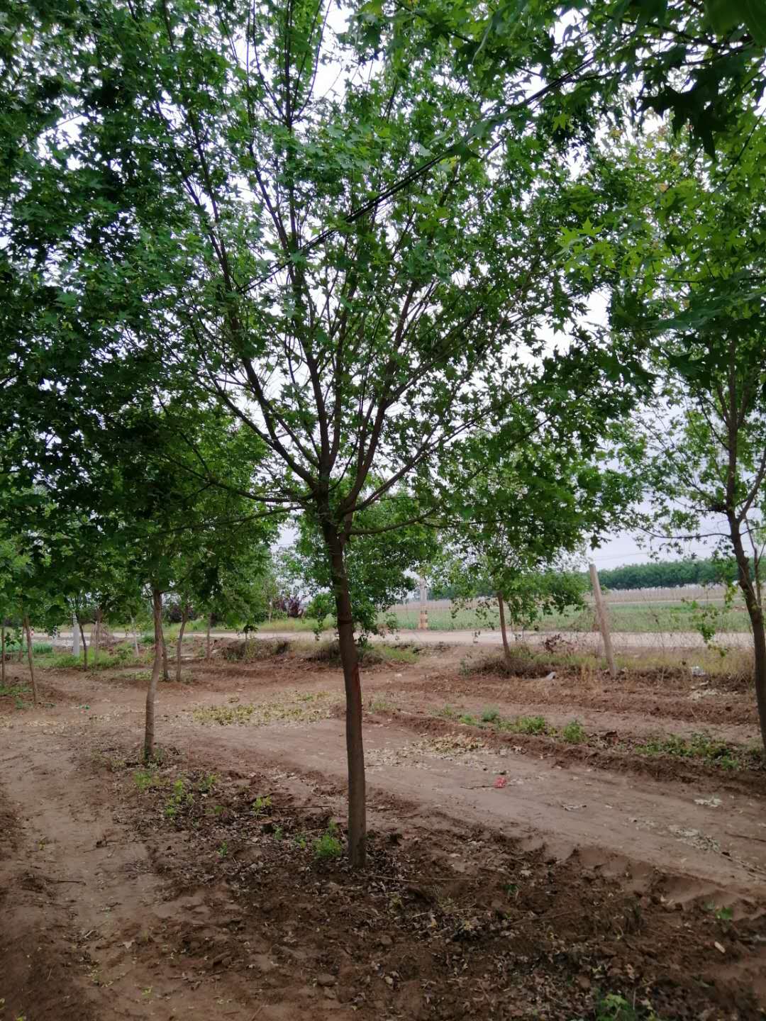 五角楓小苗基地